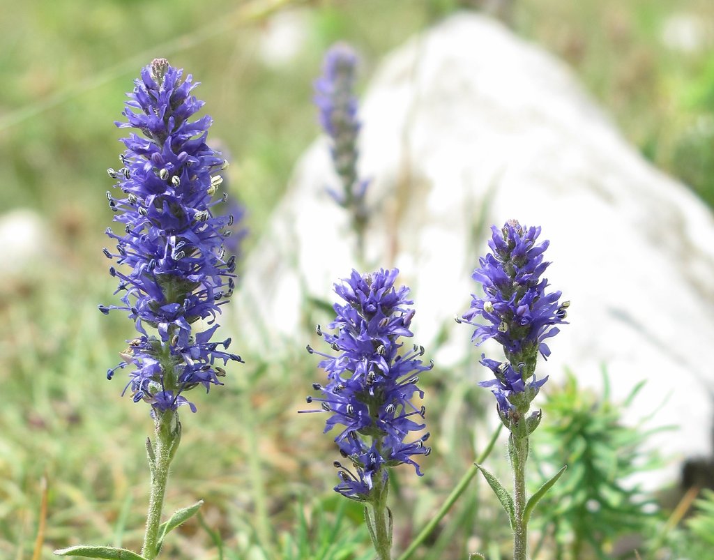 Veronica spicata Veronica spicata